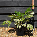 Fatsia japonica 'Spider's Web' - 20-40cm, 5lt