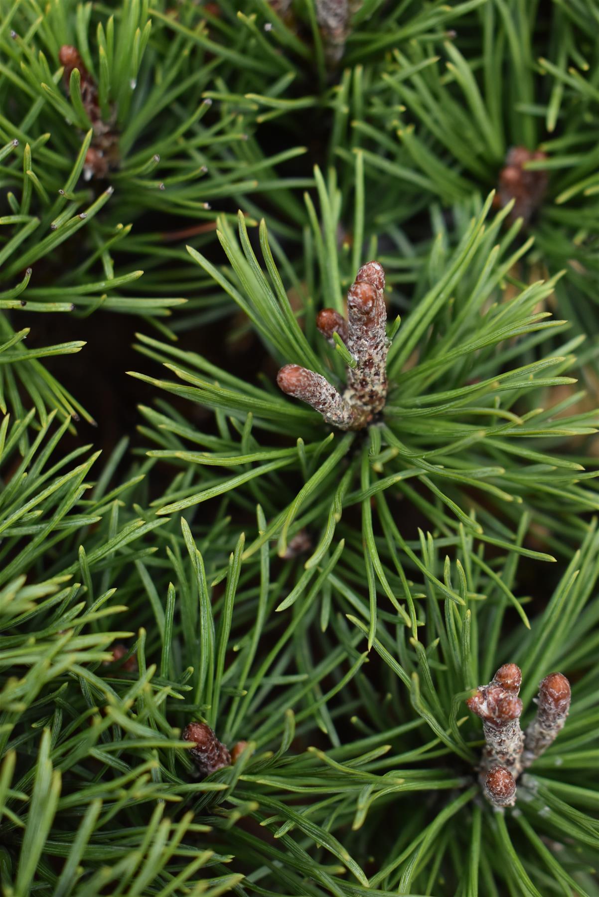 Pinus Mugo 'Mops' - Height 20-25cm - Width 30-35cm - 8lt
