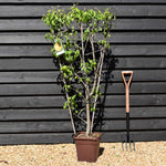 Pear tree 'Bonne Louise' | Pyrus communis - Frame - Height 140-150cm - 15lt