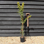 Pyracantha 'Orange Glow' Height100-125cm -3lt