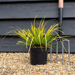 Acorus gramineus 'Golden Delight' - Grass - Perennial - 2lt