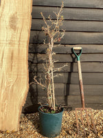 Hydrangea Crug. Coral - 20/30cm, 5lt