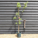 Apple tree 'Spartan' | Malus domestica - M26 - Dwarfing - Height 150-160cm - 12t