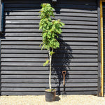 Sorbus hupehensis | Hupeh Mountain Ash 1/2 std Clear Stem - 180-200cm, 30lt