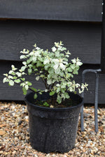 Pittosporum Irene Paterson - 15-30cm - 3lt
