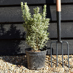 Euonymus japonicus 'Microphyllus Albovar' - Height 30-50cm - 2lt