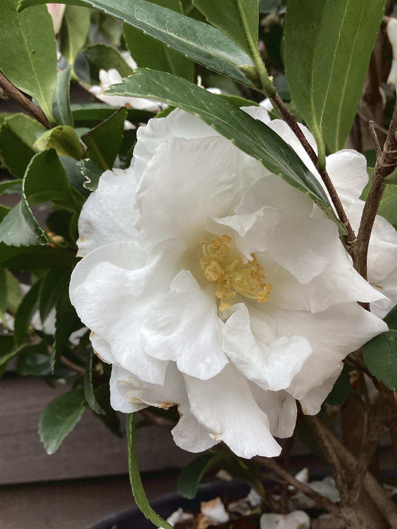 Camellia sasanqua - Bush - Large Shrub - White - Biancaeve - Height 140cm - Width 60cm - 30lt