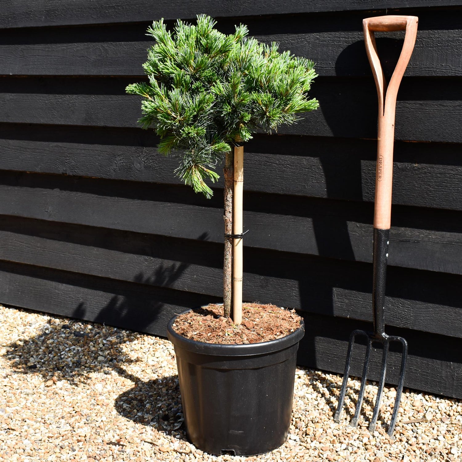 Pinus parviflora 'Negishi' | Japanese white pine - Clear Stem 40cm - Girth 8-10cm - Height 60-70cm - Width 30-40cm - 18lt