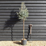 Eucalyptus gunnii Azura - Clear Stem 90cm - Height 170-180cm - 15lt