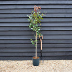 Photinia x fraseri Red Robin - Tree - Height 160-180cm - 12lt