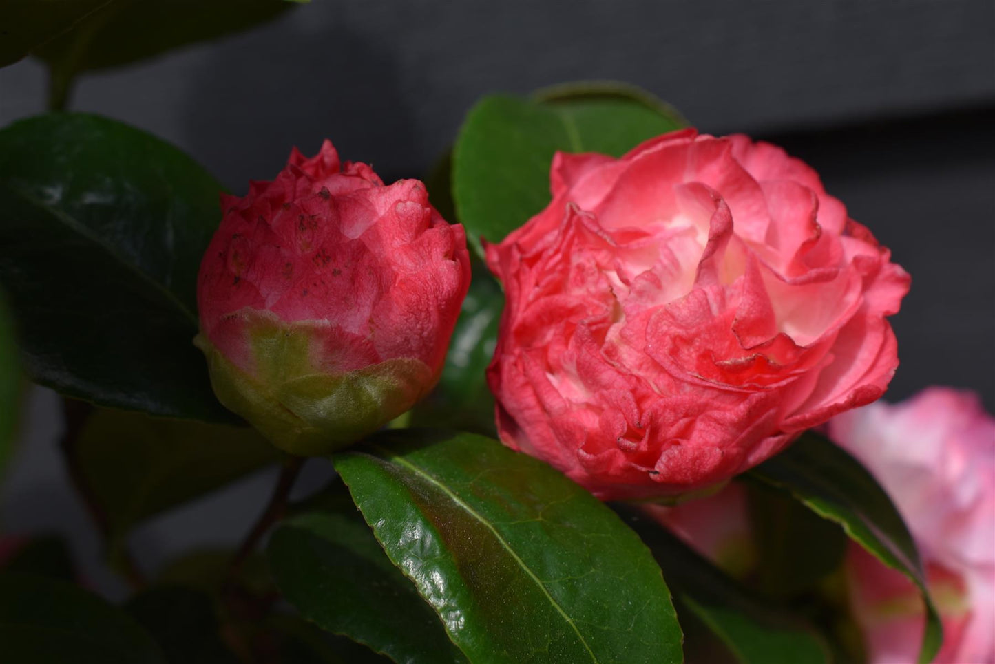 Camellia japonica 'Nuccio's Jewel' - 60-70cm - 12lt