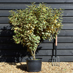 Elaeagnus submacrophylla 'Viveleg' - Shrub - Height 110-140cm -20lt