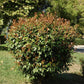 Photinia x fraseri Red Robin - Height 230-260cm - 30lt