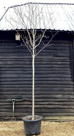 Sorbus aria 'Lutescens' | Rowan | Mountain Ash ‘Lutescens’ - 400-420cm, 90lt