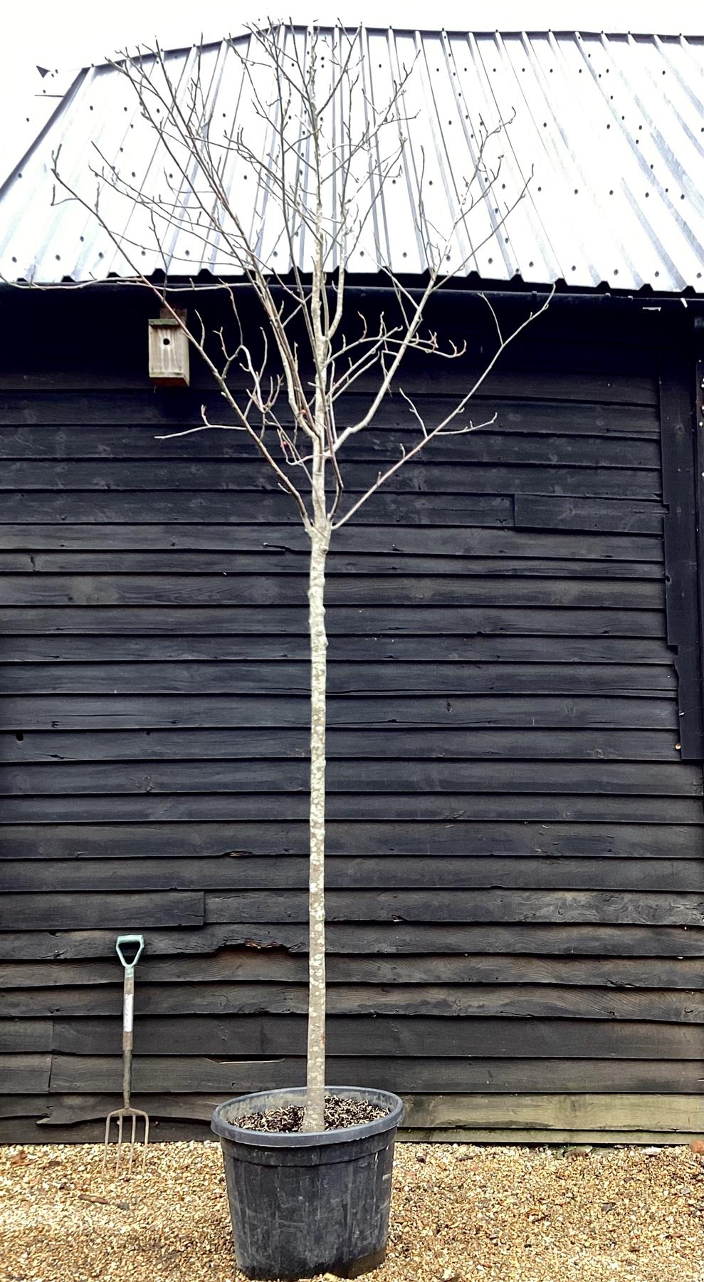 Sorbus aria 'Lutescens' | Rowan | Mountain Ash ‘Lutescens’ - 400-420cm, 90lt
