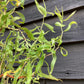 Salix x sepulcralis 'Erythroflexuosa' | Willow 'Erythroflexuosa' - 150-200cm, 10lt