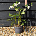 Helleborus x hybridus 'Cinderella' - Semi-Evergreen Perennial - Height 40-50cm - 2lt