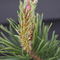 Pinus mugo 'Krauskopf' | Dwarf mountain pine - Height 40-50cm - Width 30cm - 11lt