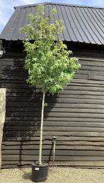 Liquidambar styraciflua | Sweet Gum Tree - 350-370cm, 55lt