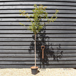 Cherry 'Okame' | Prunus 'Okame' - Clear Stem 120cm - Girth 6-8cm - Height 170-200cm - 10lt