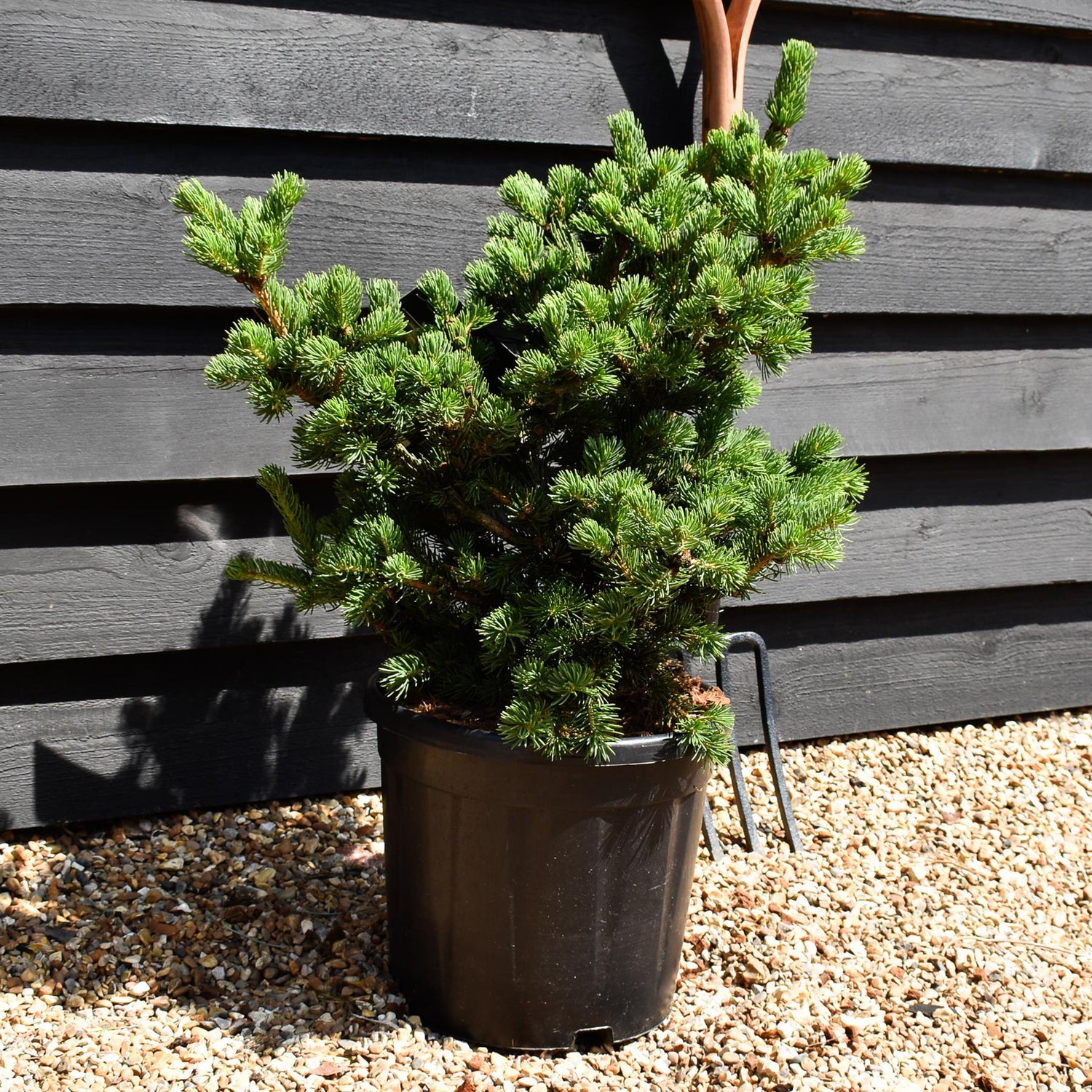 Picea pungens 'Lucky Strike' - Height 50-60cm - Width 50-60cm - 15lt