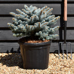 Picea pungens 'Glauca Globosa' | Colorado spruce 'Globosa' - Height 40cm - Width 40cm - 20lt