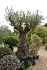 Olive Tree | Olea Europea 1/2 Std 4 Branch - 265-275cm, 400lt
