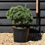 Pinus Mugo 'Mops' - Height 35-45cm - Width 35cm-45cm - 18lt