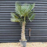 Trachycarpus fortunei - Stem 70-80cm - Height 210-250cm - 45lt