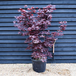 Acer palmatum 'Fireglow' - Height 170cm - 70lt