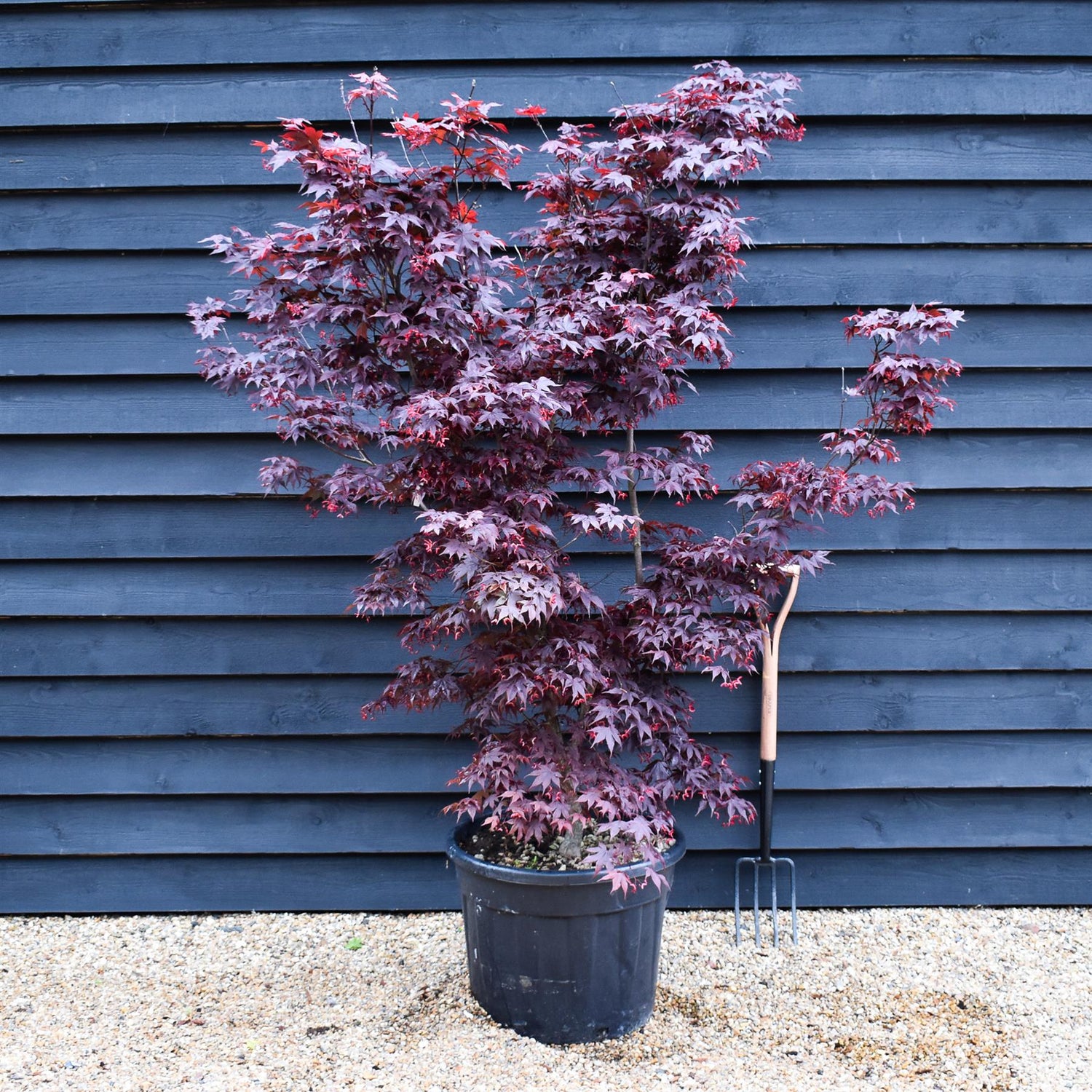 Acer palmatum 'Fireglow' - Height 170cm - 70lt