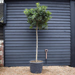 Pittosporum tobira | Austrian laurel - Clear Stem 180cm - Girth 14-16cm - Height 250-260cm, 130lt
