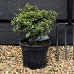 Pittosporum tenuifolium 'Pompom' - 60-80cm, 10lt