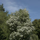 Hoheria sexstylosa Snow White | Ribbonwood - 120-150cm, 10lt