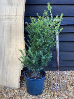 Ilex crenata 'Green Hedger' - 80-90cm - 10lt