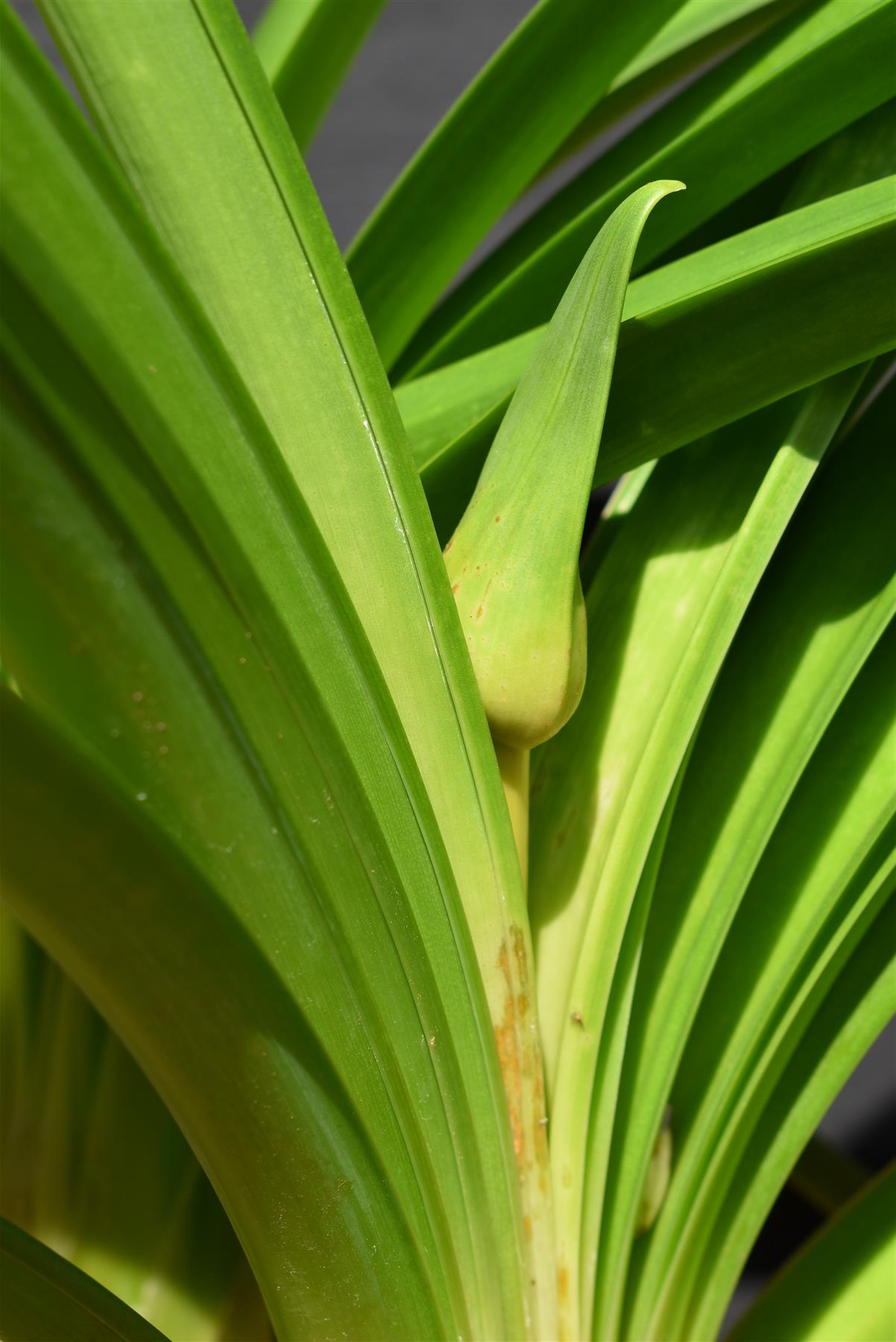 Agapanthus "Black Jack" | African Lily - 6lt