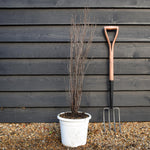 Rhamnus frangula 'Fine Line' - Shrub - Height 90cm - 10lt