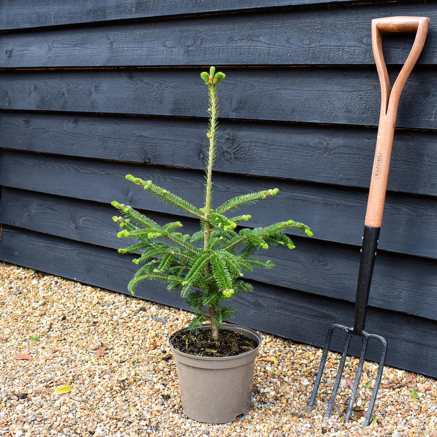 Fraser fir | Abies fraseri - Height 40-50cm - Pot Grown - 5lt