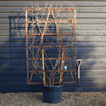 Wisteria sinensis 'Prolific' | Chinese Wisteria Purple - Frame (H) 180cm x (W) 120cm - Height 180cm -70lt