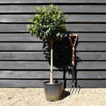 Prunus lusitanica 'Angustifolia' - Clear Stem 60cm - Height 130cm - Diameter 40-50cm - Girth 7cm - 12lt