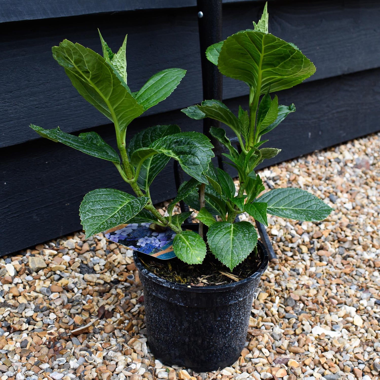 Hydrangea macrophylla 'Mariesii Perfecta' | Hydrangea Blue Wave - 3lt
