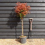 Photinia Red Robin | Christmas berry 'Red Robin' - Half Standard - Clear Stem 70-80cm - Height 130-150cm - 15lt