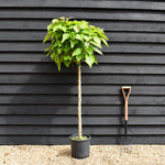 Indian bean tree | Catalpa Bungei - Clear Stem - 100-120cm - Top Graft - Height 190-210cm - 18lt