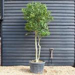 Ilex Nellie R Stevens - Multistem - Height 320cm - 130lt