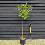 Dwarf White Birch Tree | Betula pendula 'Magical Globe' - Single Stem 120cm - Height 170-180cm - 18lt