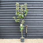 Apple tree 'Cox Orange Pippin' | Malus domestica - MM106 - Semi-Dwarfing - 150-160cm - 10lt
