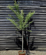 Prunus 'Okame' (cherry 'Okame') 1/2 Std Girth 10-12cm - 200-250cm, 25lt