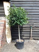 Ilex 'Nellie R. Stevens' | Holly 'Nellie R. Stevens' - 1/2 std Clear Stem - 50-60cm, 25lt