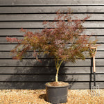 Garnet Japanese Maple | Acer palmatum 'Garnet' Weeping - Clear Stem 30-50cm - Height 120-130cm - 35lt