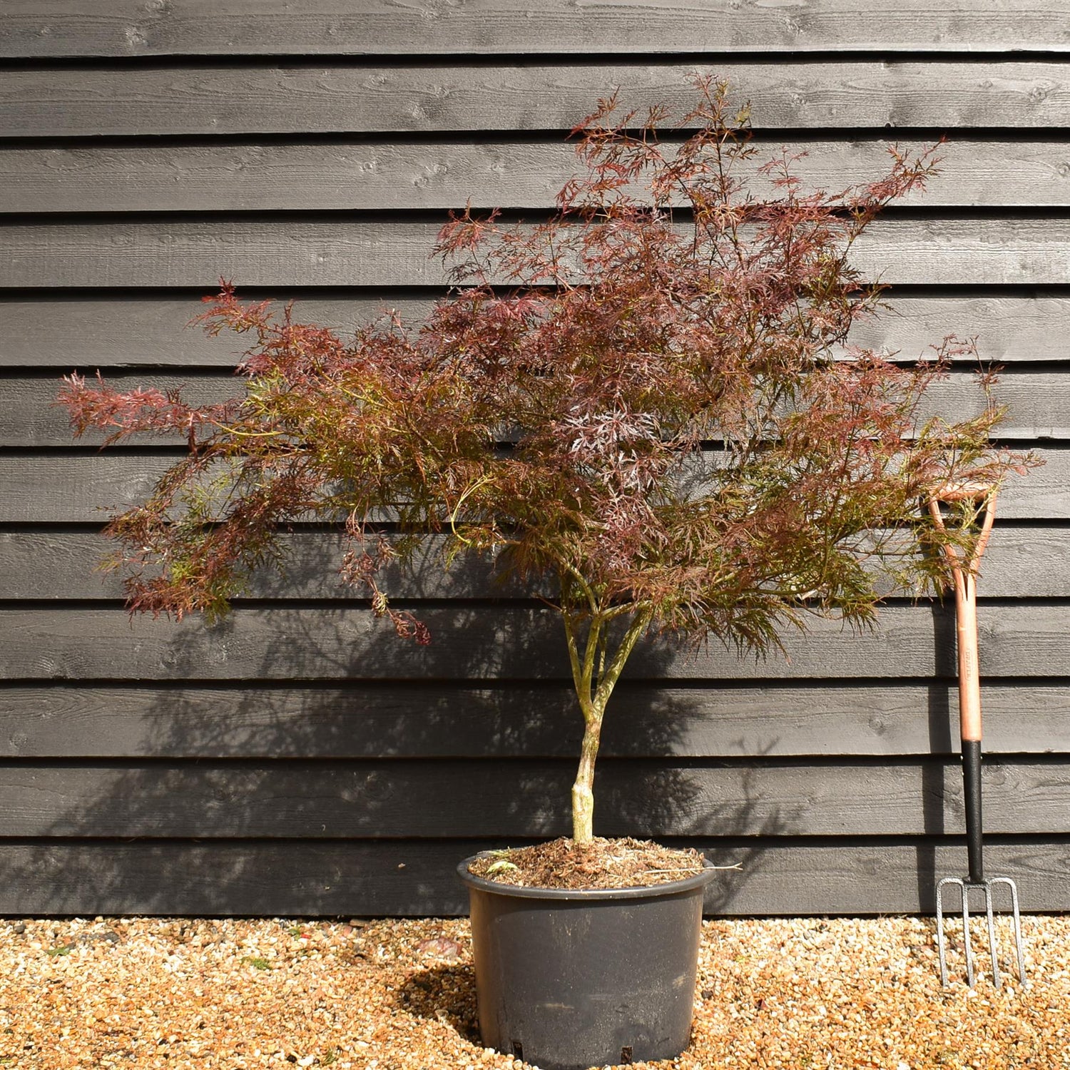 Garnet Japanese Maple | Acer palmatum 'Garnet'  Weeping - Clear Stem 30-50cm - Height  120-130cm - 35lt